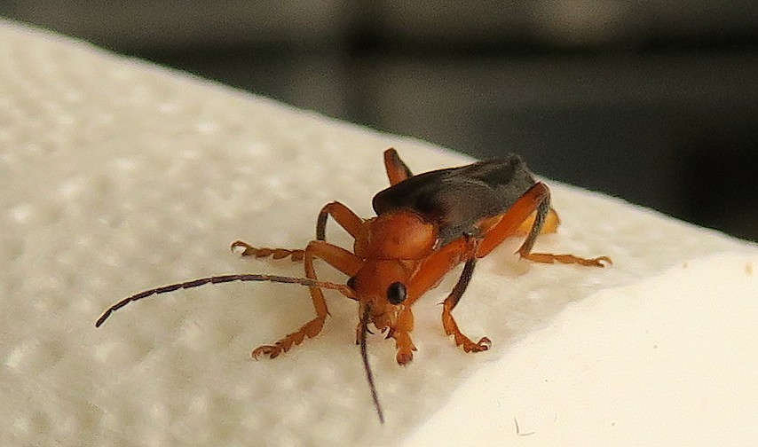 gn. Rhagonycha o Cantharis ? Cantharis livida